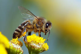 درمان کرونا با نیش زنبور عسل