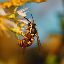 علائم حساسیت به نیش زنبور 